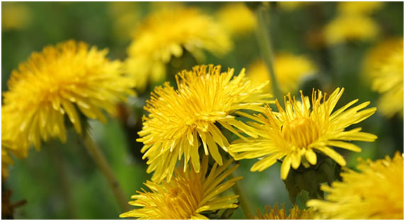 Você conhece o dente leão?