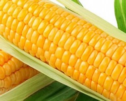 Milho verde