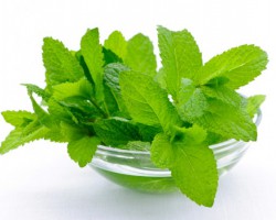 Hortelã