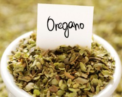 Orégano