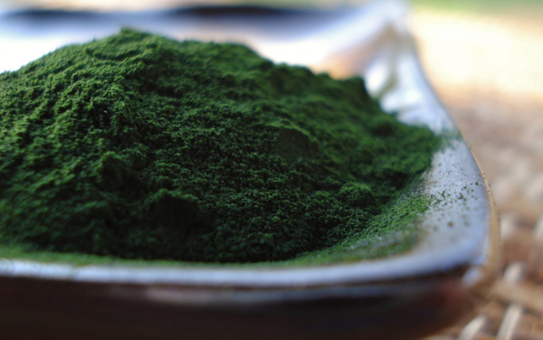 Você conhece a Chlorella?