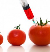 O que são alimentos transgênicos?