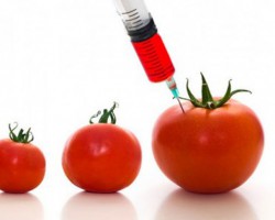 O que são alimentos transgênicos?