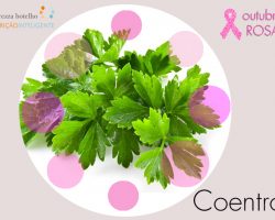 Coentro