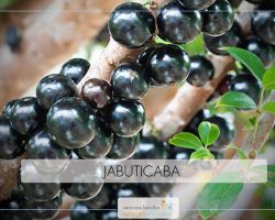 Jabuticaba