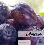 frutas de Dezembro – Ameixa