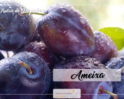frutas de Dezembro – Ameixa