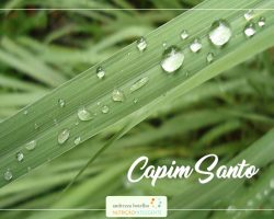 Capim Santo